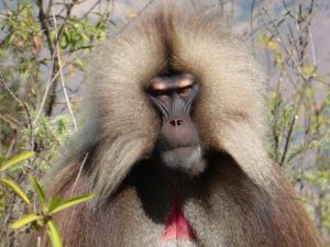 Simien Mountains, Ethiopia