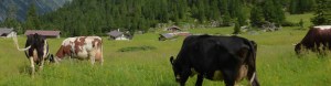 Austria cows