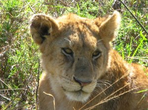 Serengeti Lion, Tanzania