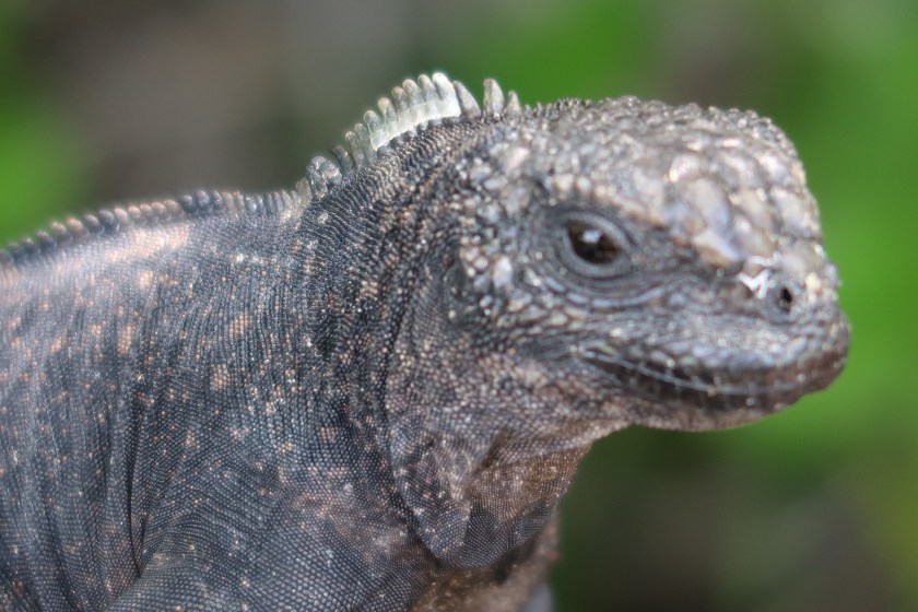 Galapagos lizard (or possibly a baby iguana!) Galapagos lizard (or possibly a baby iguana!)
