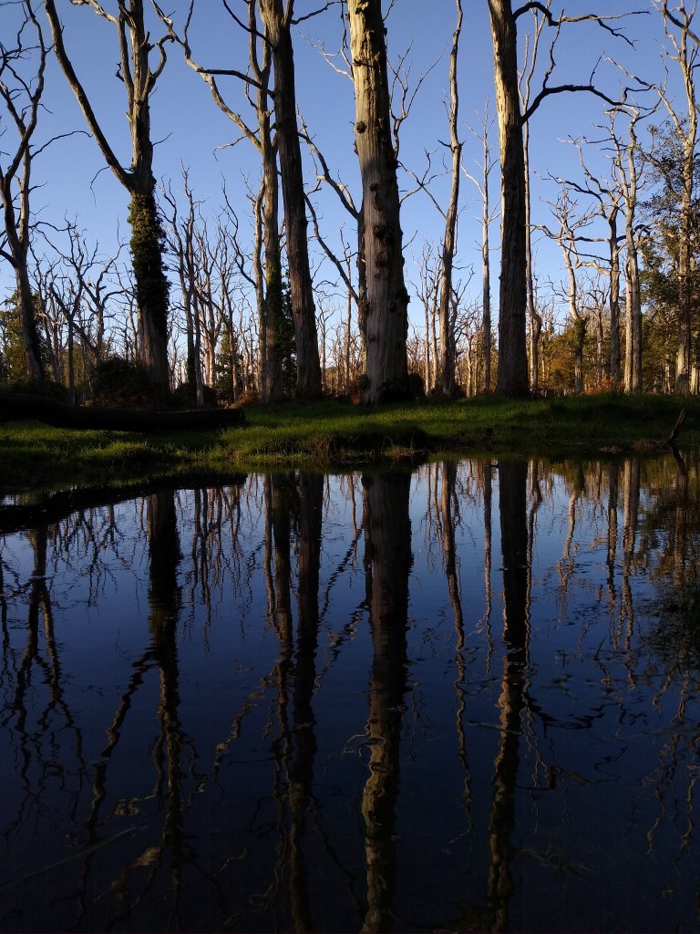 The Best of the New Forest: leafless trees next reflected in water
